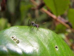 Hyménotère mimant une fourmi (non déterminé)  